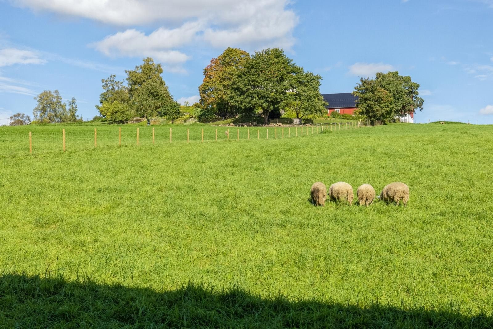 Dine nærmeste naboer! Galleribilde