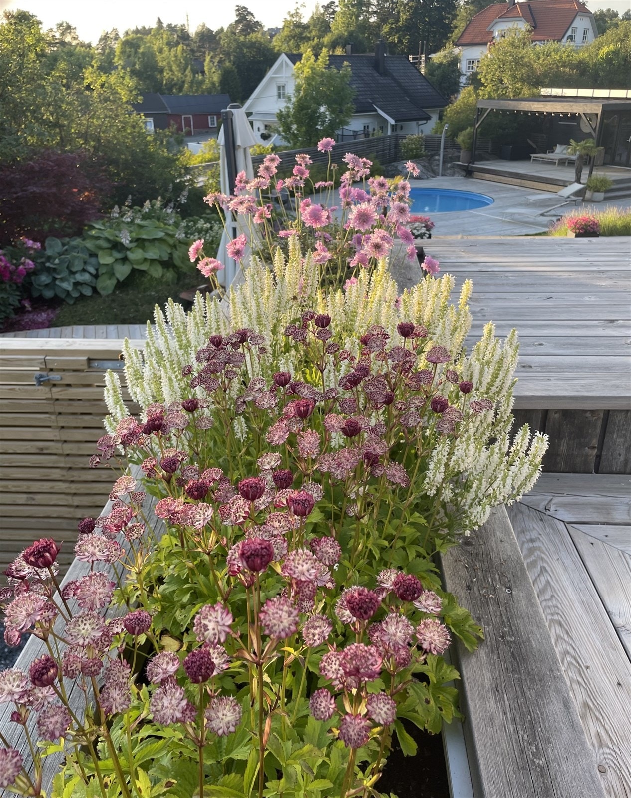 Privat hagebilde Galleribilde