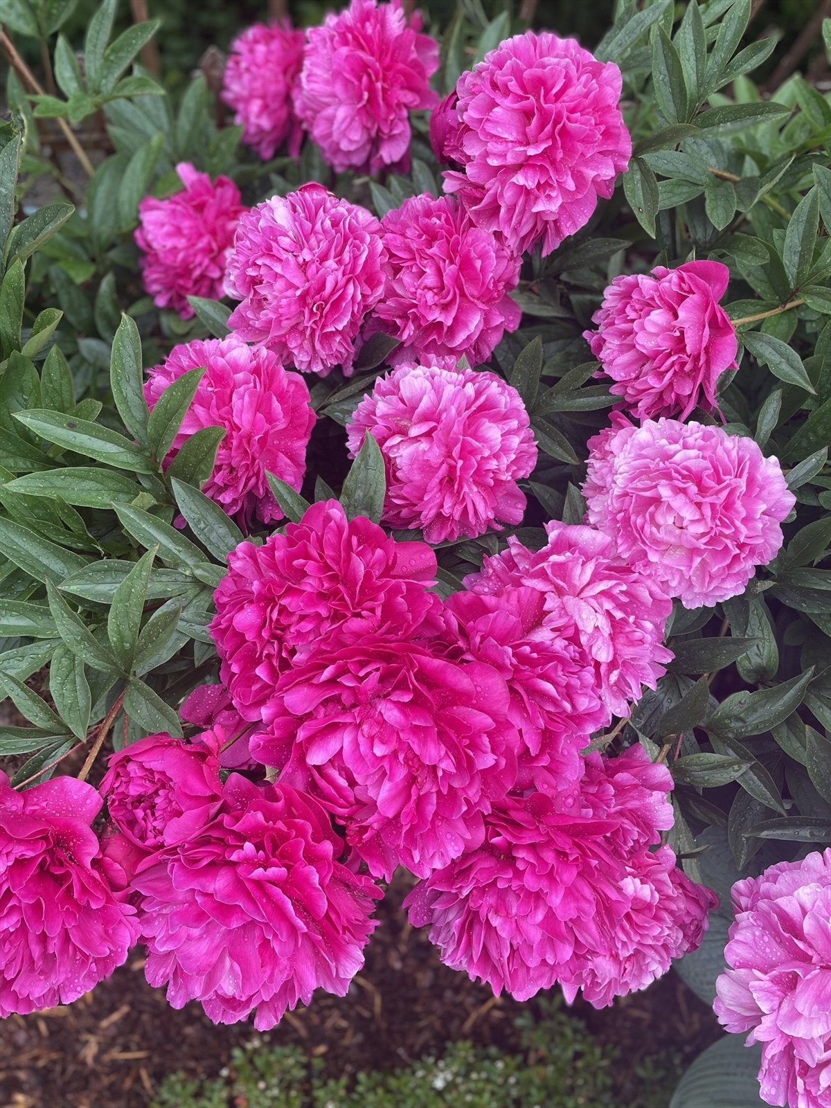 Privat hagebilde Galleribilde