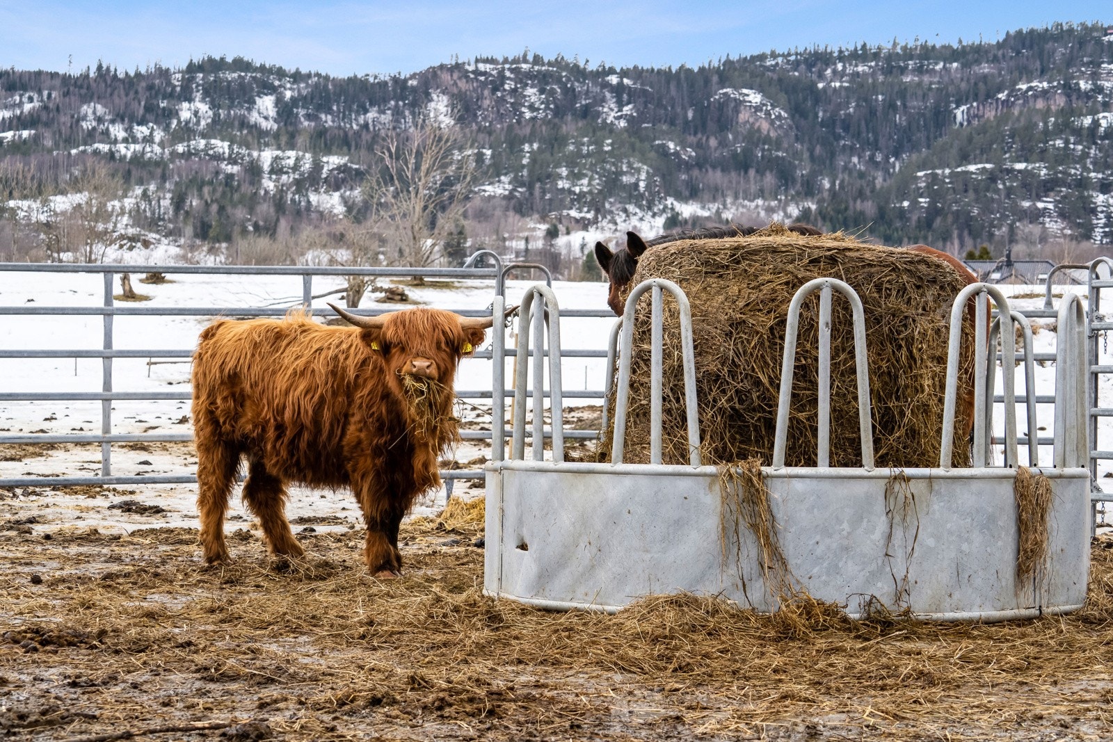 Med en tomt på 80 mål er det muligheter for dyrehold i tillegg til andre hovedbruksområder Galleribilde