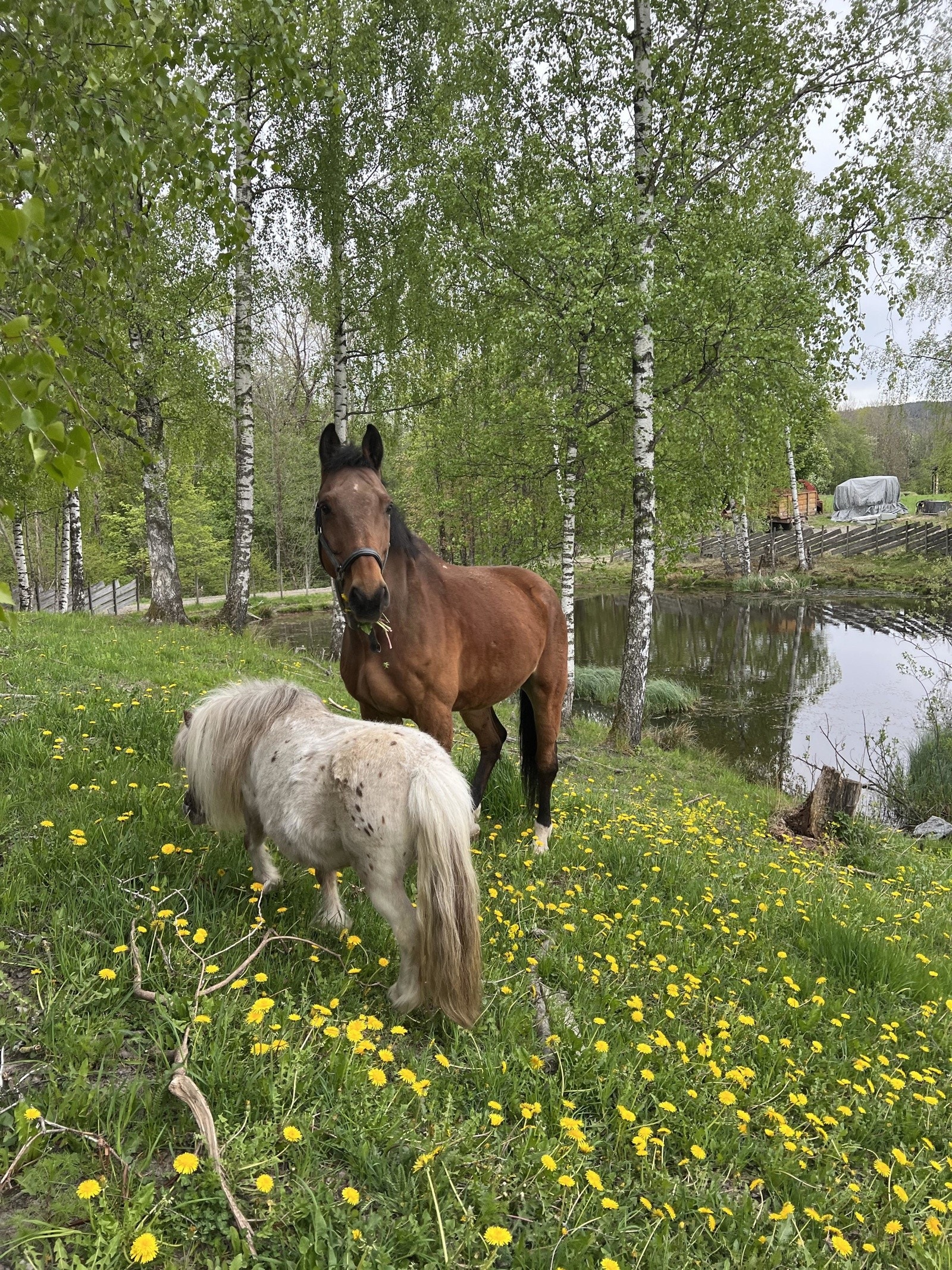 Dyr på beite ved dammen. Med en tomt på 80 mål er det muligheter for dyrehold i tillegg til andre hovedbruksområder Galleribilde