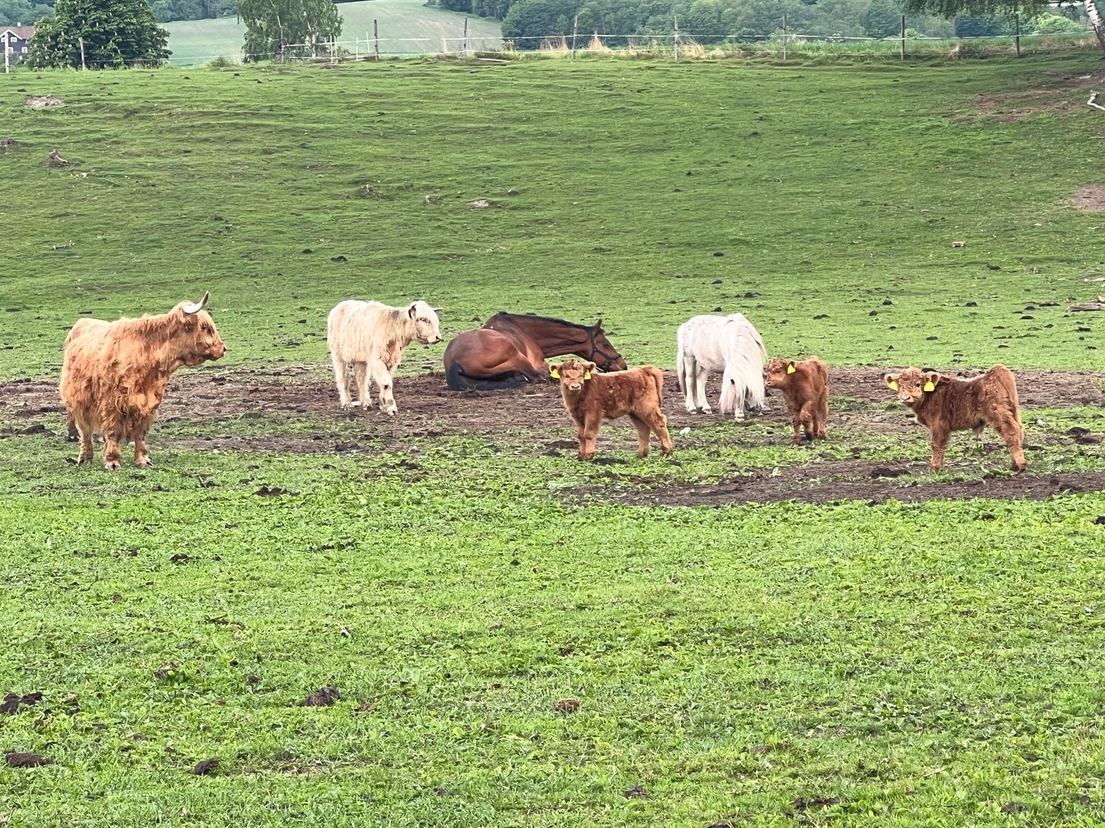 Beitende dyr på arealene. Med en tomt på 80 mål er det muligheter for dyrehold i tillegg til andre hovedbruksområder Galleribilde