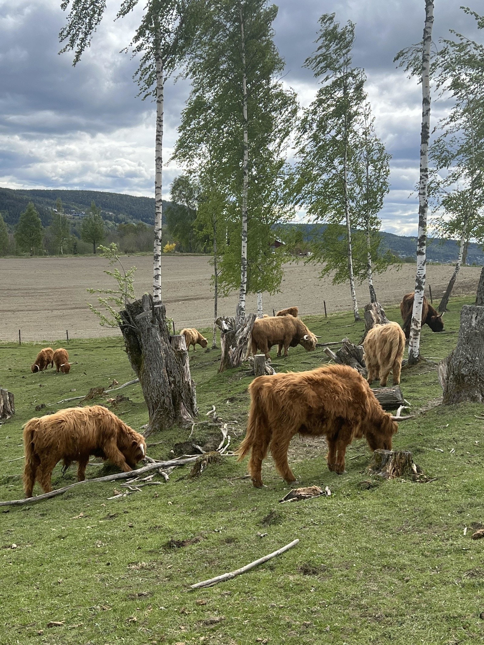 Beitende dyr på arealene. Med en tomt på 80 mål er det muligheter for dyrehold i tillegg til andre hovedbruksområder Galleribilde