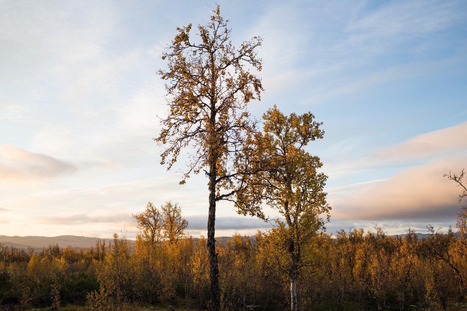 Selgers eget bilde fra annen årstid Galleribilde