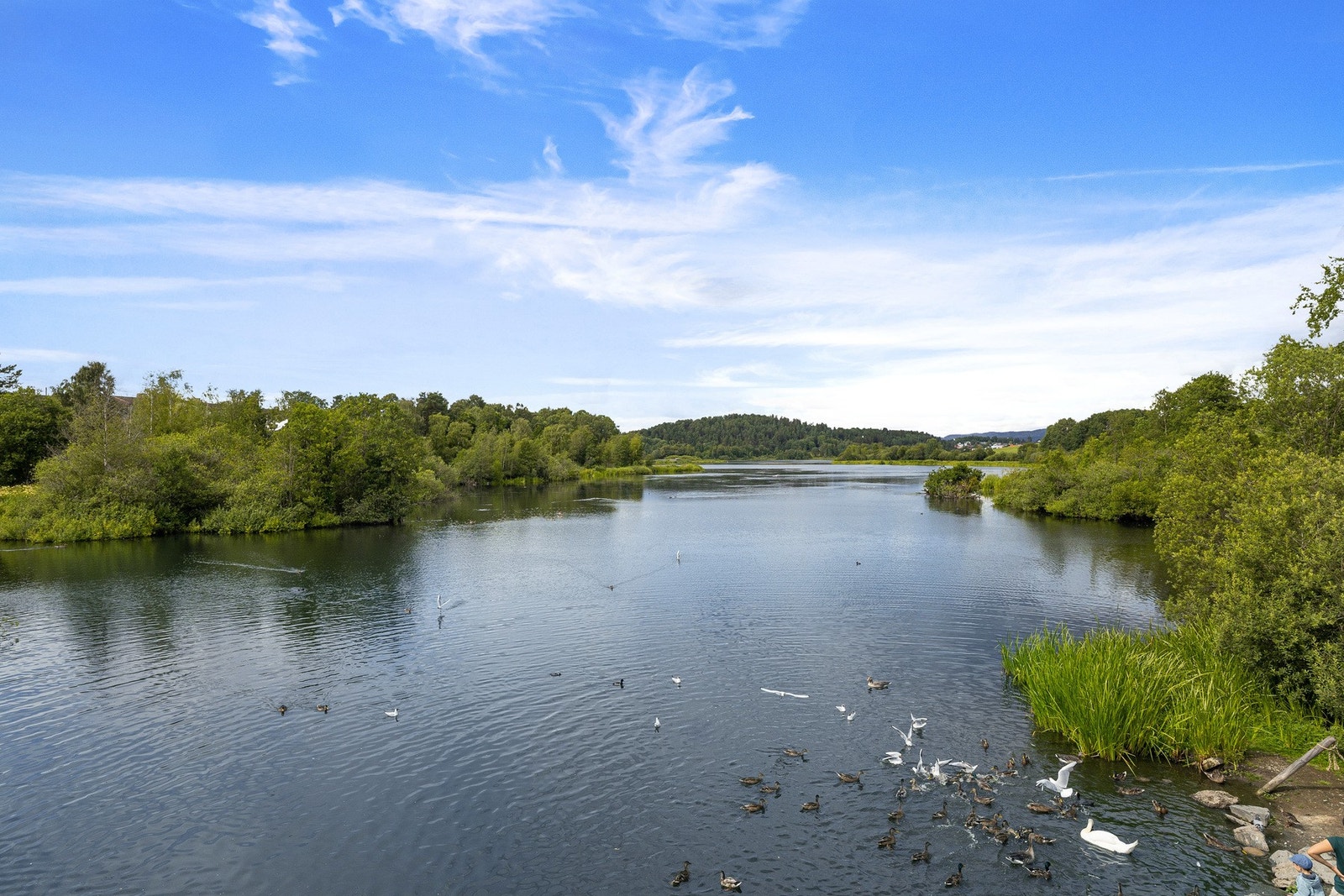 Østensjøvannet sommerstid Galleribilde