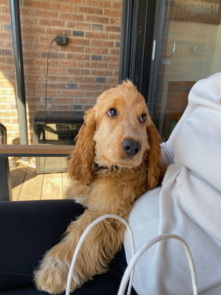 Hunden min! Galleribilde