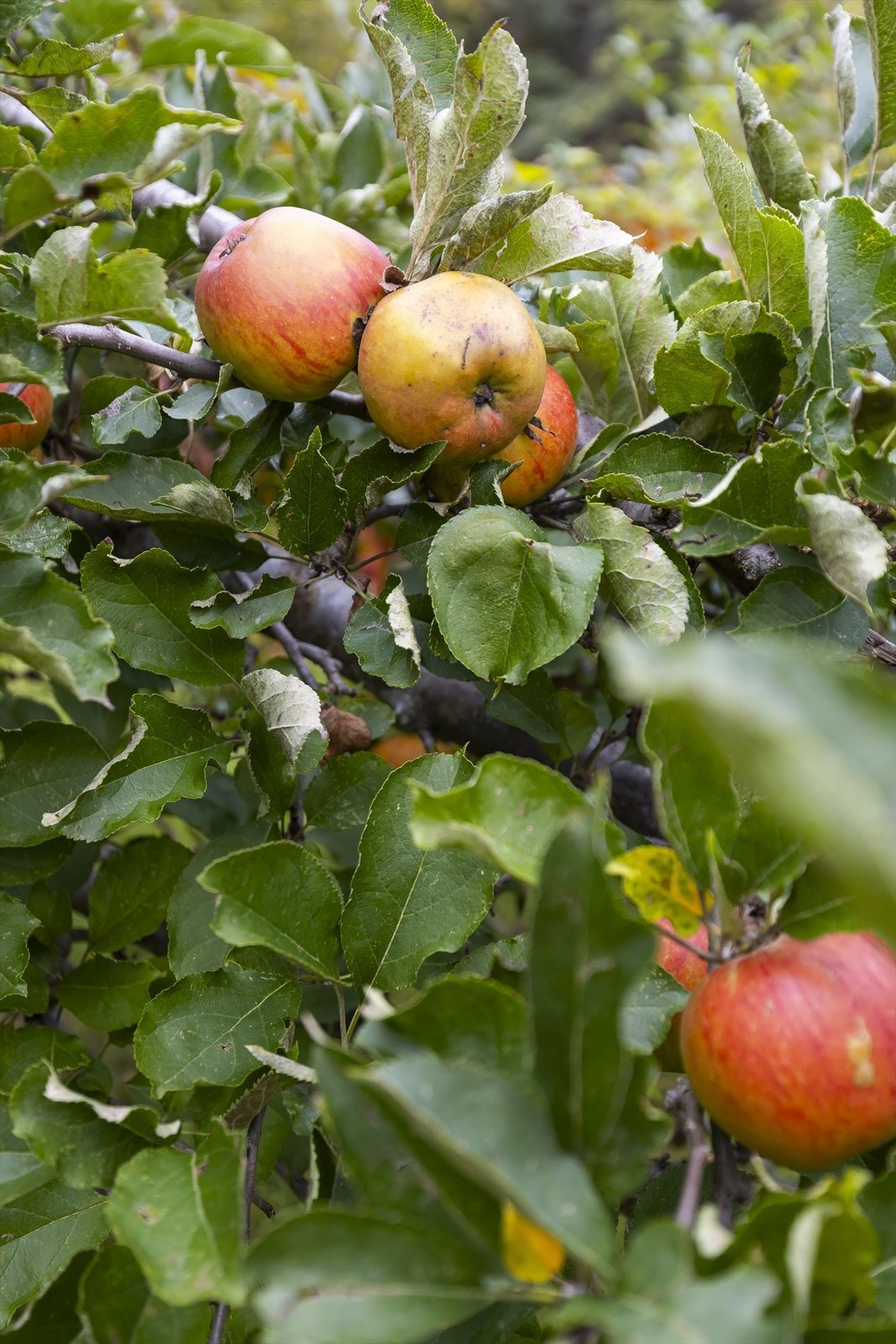 Hagen byr på flere frukttrær. Galleribilde