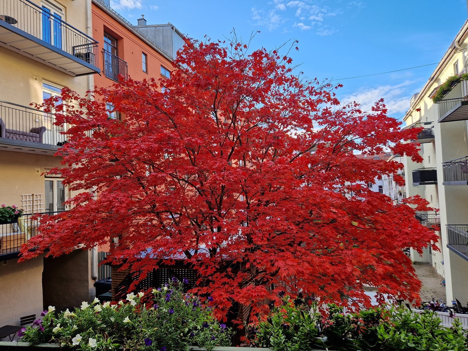 Stemningsfullt gårdsrom i høstdrakt (selgers bilde). Galleribilde