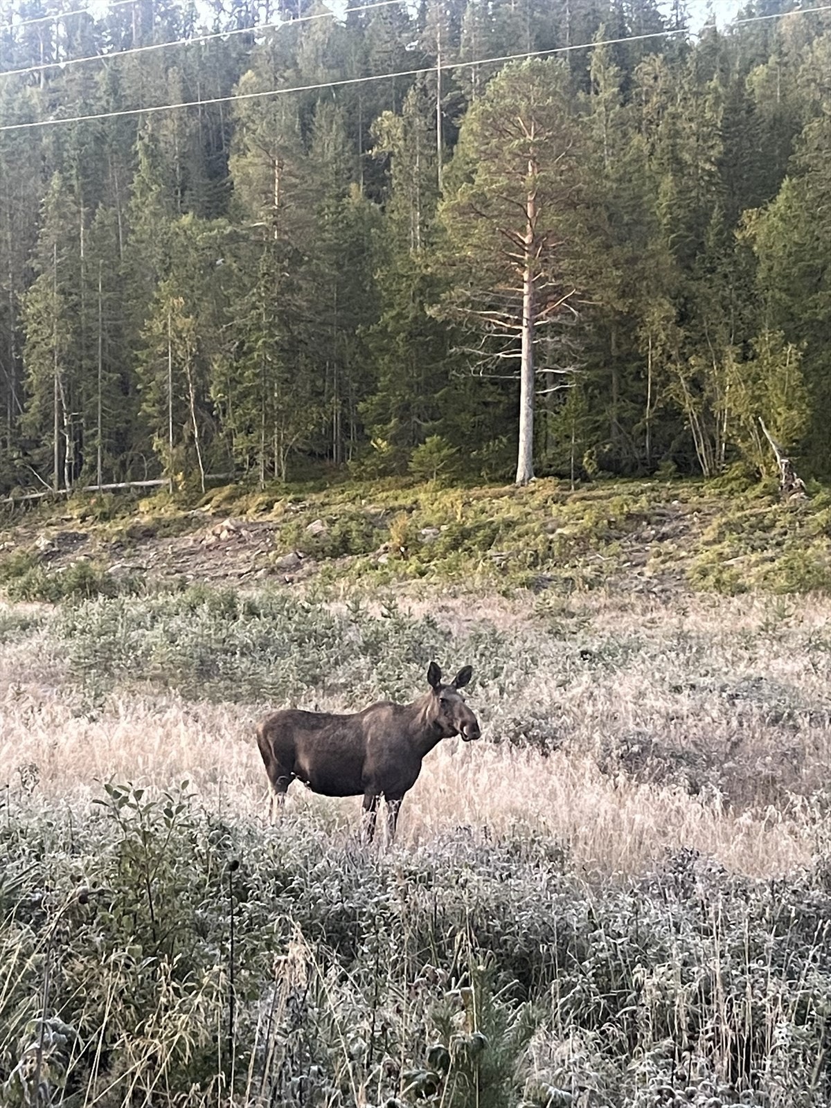 I området er det et yrende dyreliv. Du kan glede deg over å nyte synet av Skogenskonge og flere andre av hans venner. Galleribilde