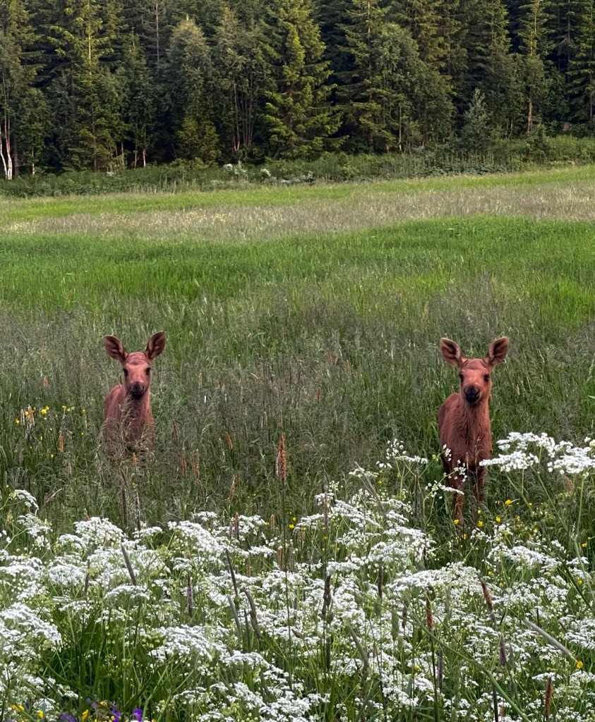 To søte kalver som koste seg på jordet i sommer. Galleribilde