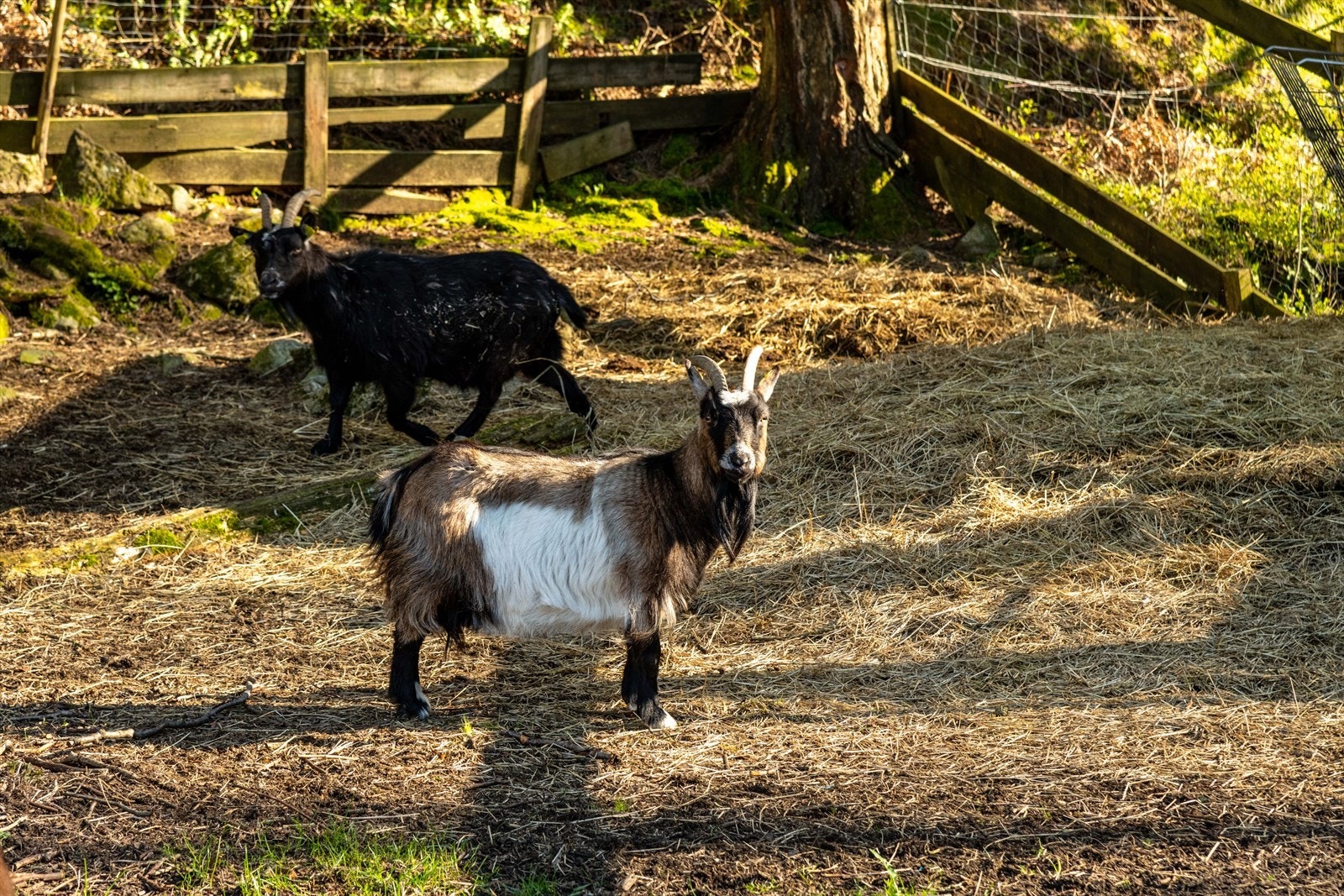 De 5 søte geitene følger med på huskjøpet. Galleribilde