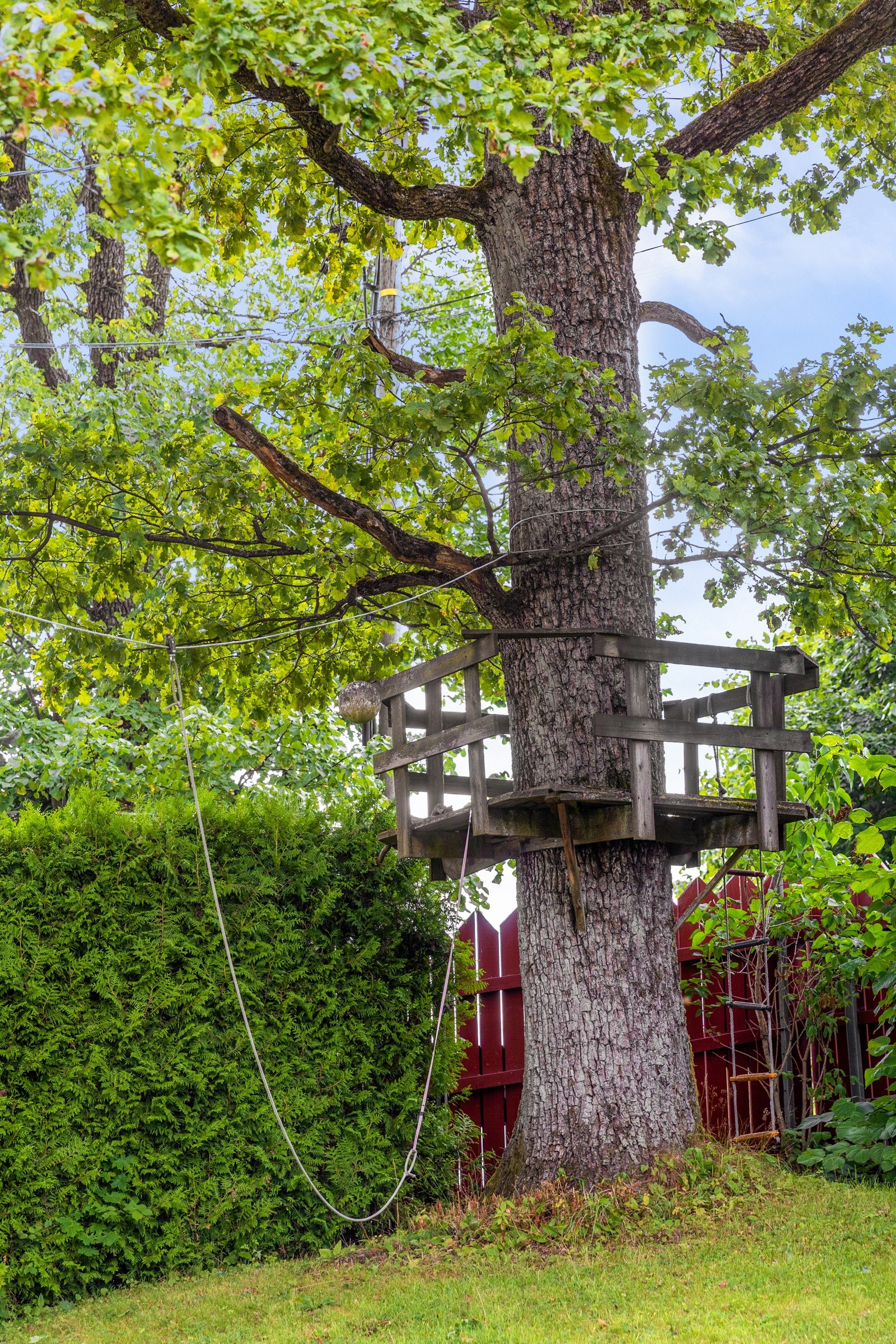 Hage med eik, furu, pallekasser til urter og grønnsaker, rosebed og magnoliatre som blomstrer fantastisk tidlig vår. Galleribilde
