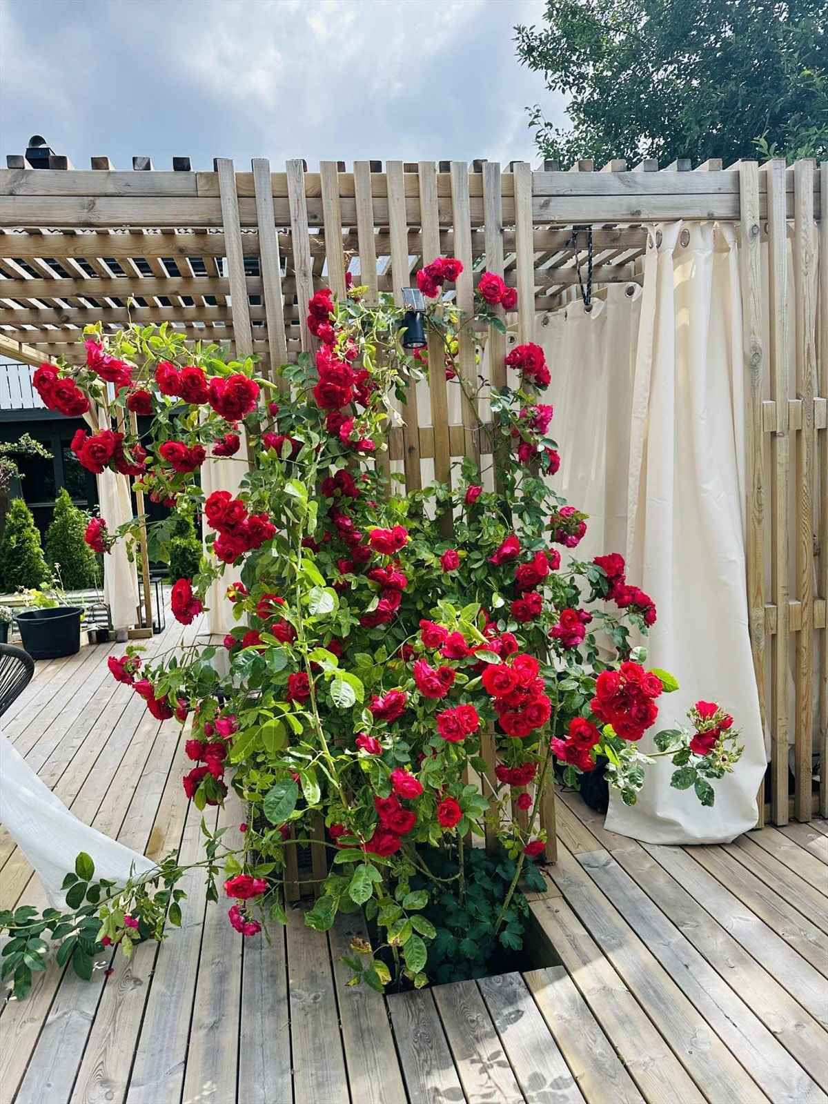 Detaljbilde (sommer) - Selgers bilde Galleribilde