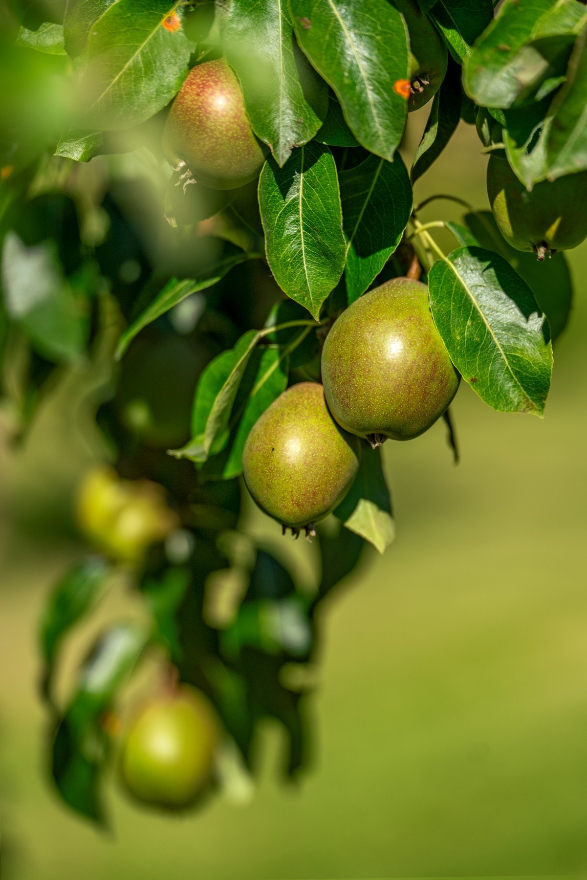 Masse av plass til beplantning, perfekt for deg som liker å være selvforsynt Galleribilde