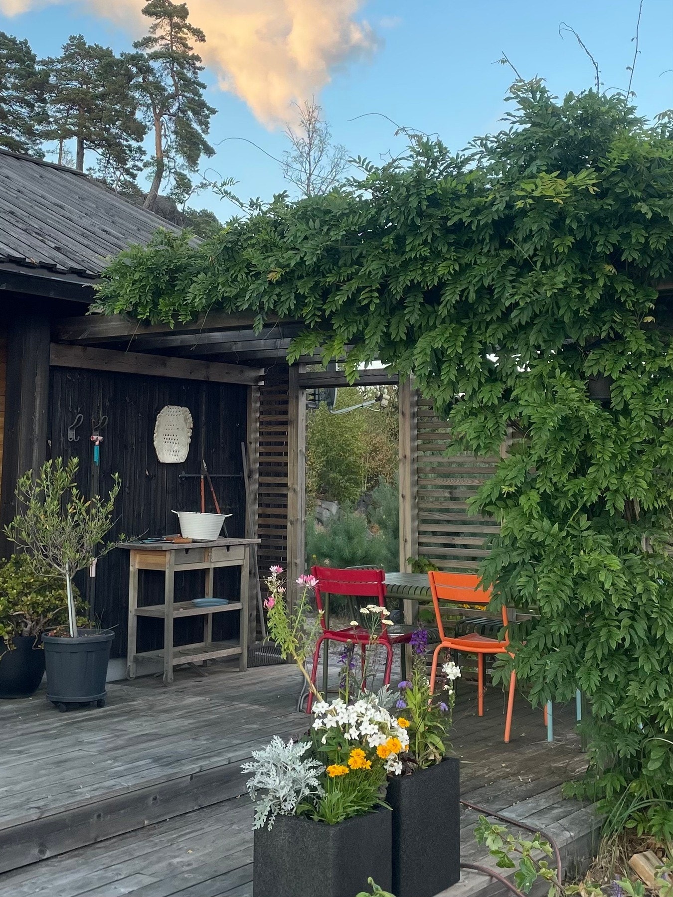 Blomst som vokser rundt pergolaen på sommeren. Galleribilde