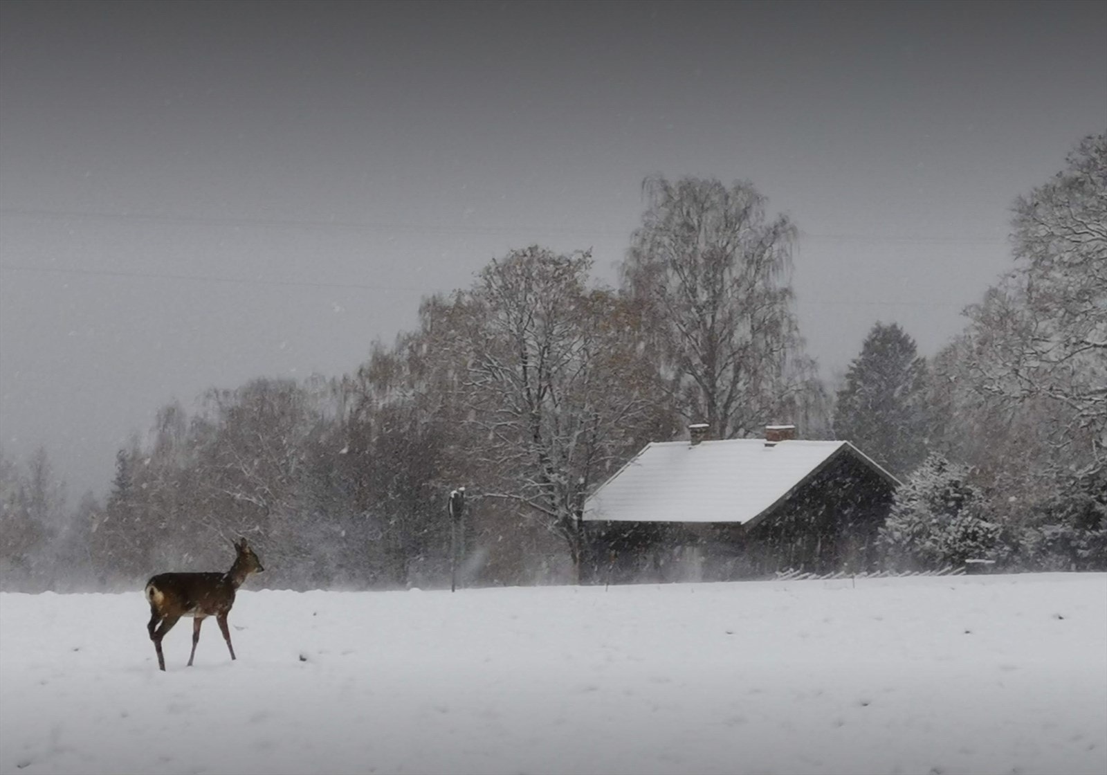 Stadig vekk kan man observere rådyr på jordene utenfor. Galleribilde