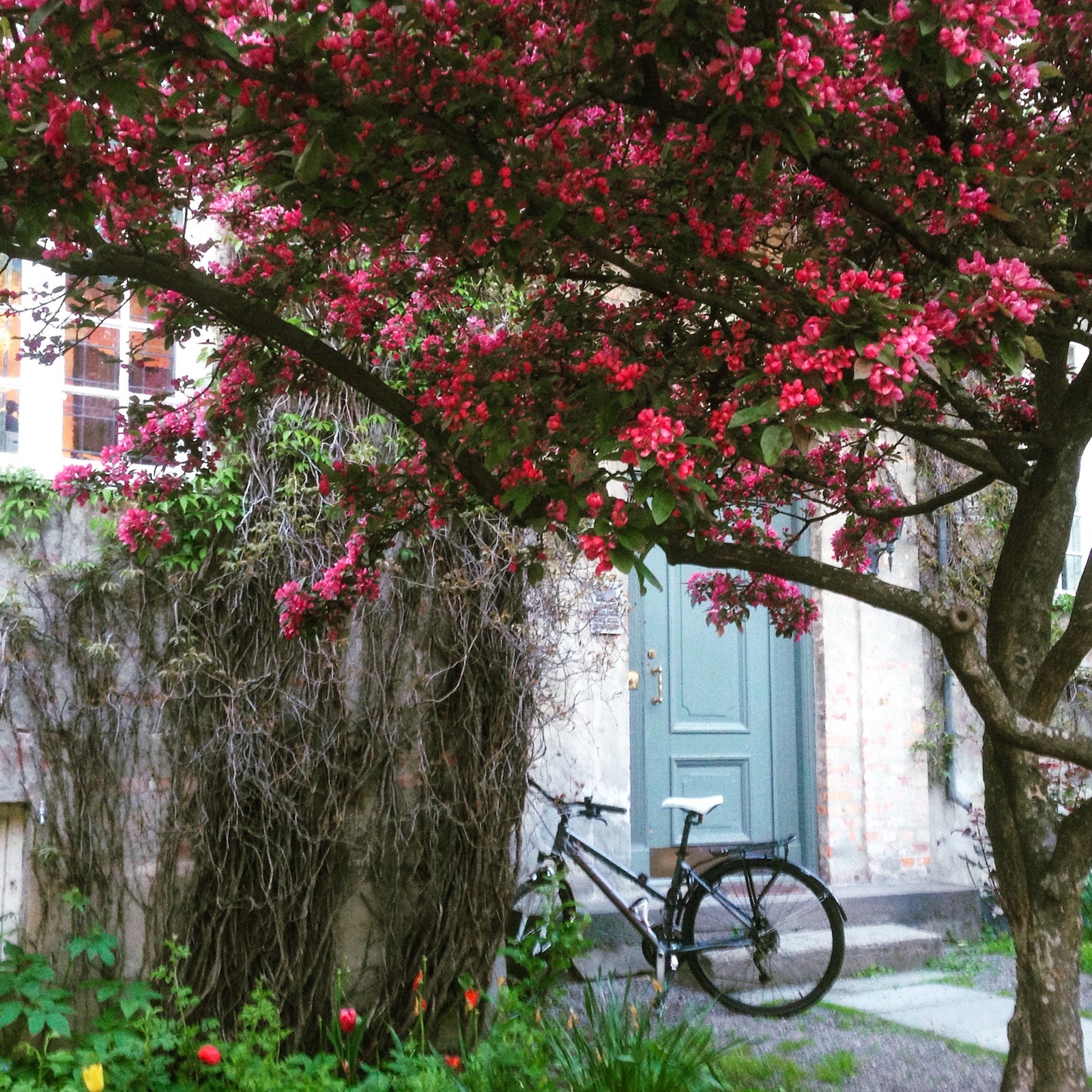 Området preges av forhager og store bakgårder Galleribilde