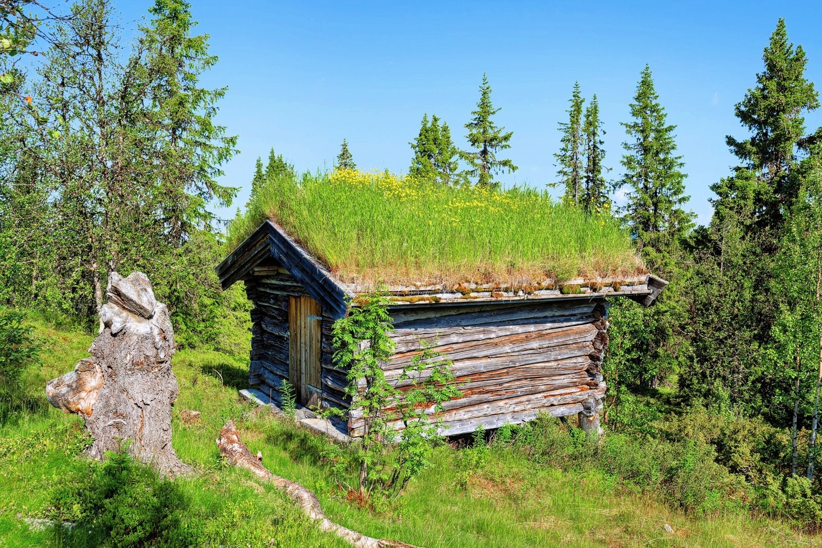 Trivelig lite sauefjøs. Galleribilde