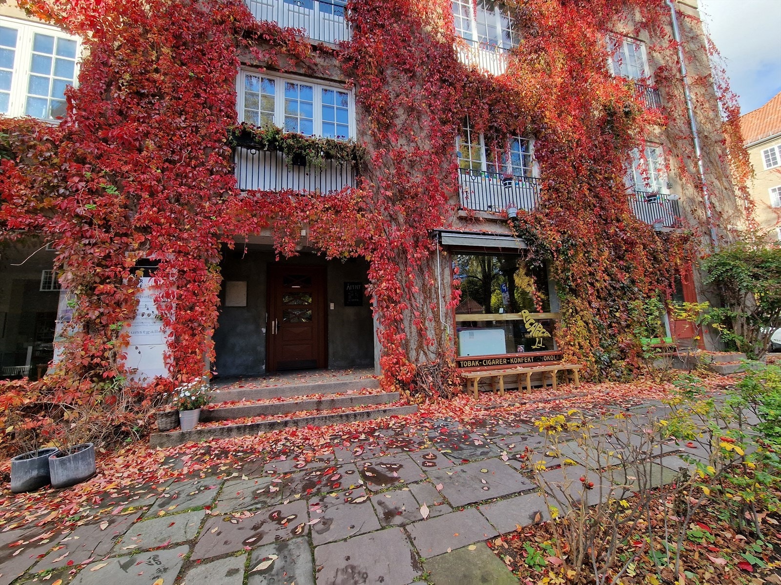 Villvinen gir fasaden et levende uttrykk som skifter med årstidene - fra frodig grønt om sommeren til varme, vakre farger om høsten. Galleribilde