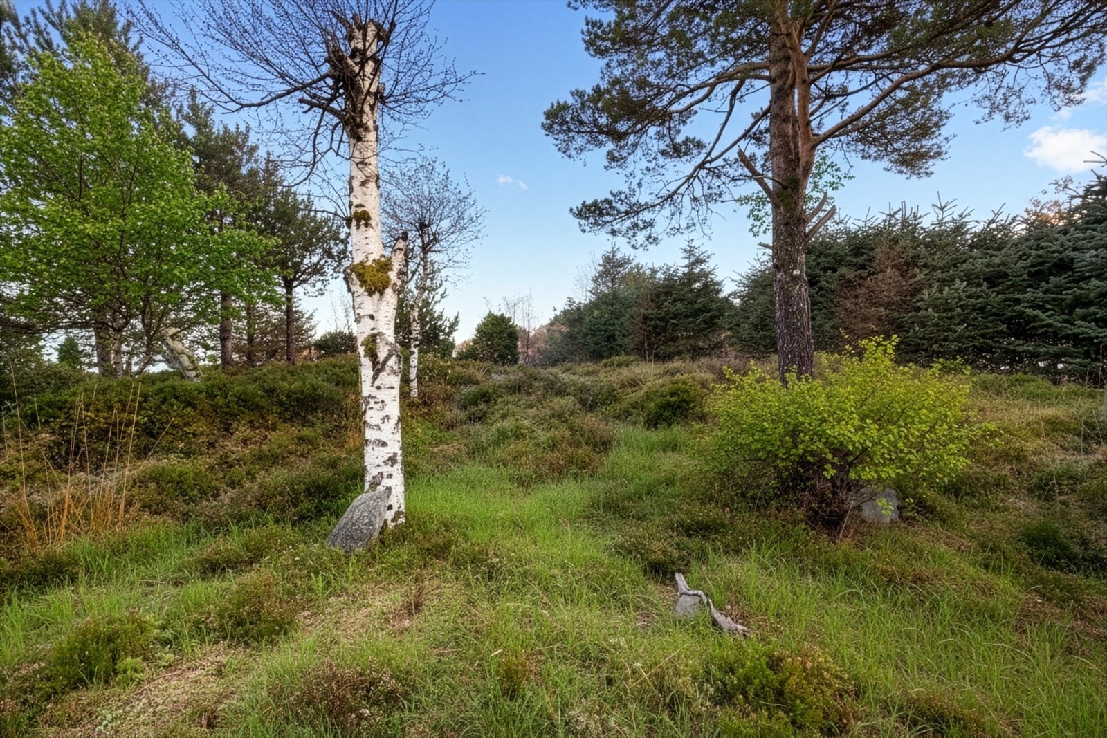 Naturlig vegetasjon og frodig landskap omgir eiendommen. På baksiden av haugen ligger barneskole og ungdomsskole Galleribilde