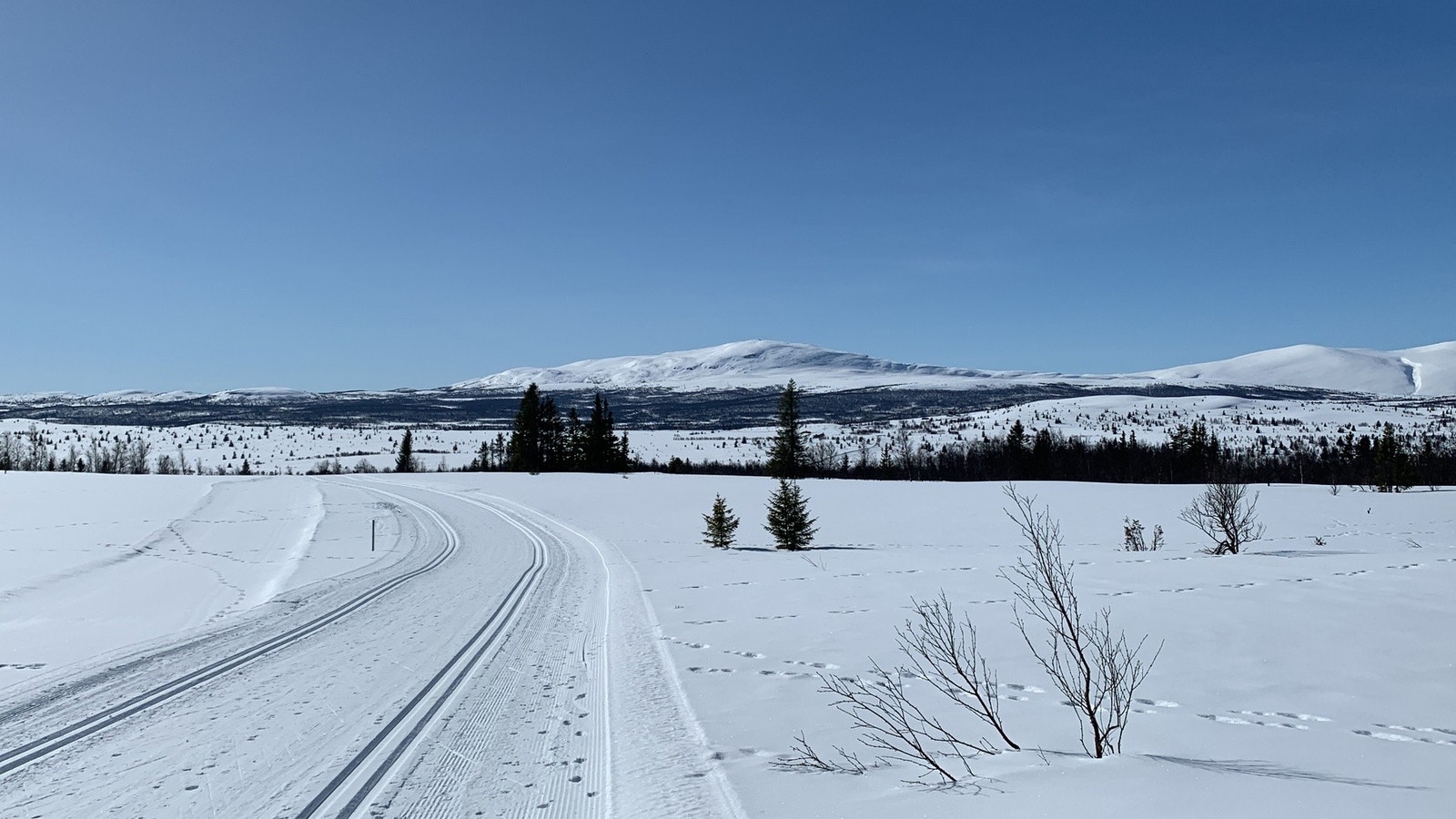 Selgers foto. Galleribilde