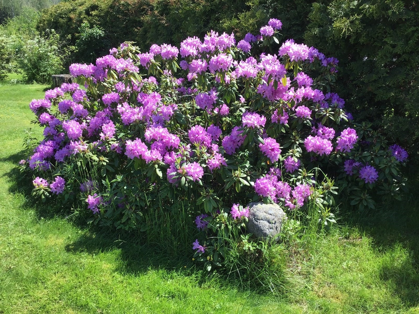 Selgers egne bilder - Rhododendron i blomst i hagen Galleribilde