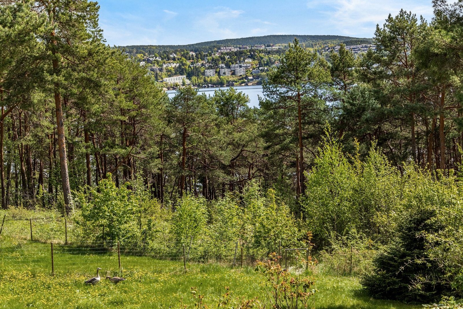 Naturskjønne omgivelser med et rikt dyreliv Galleribilde