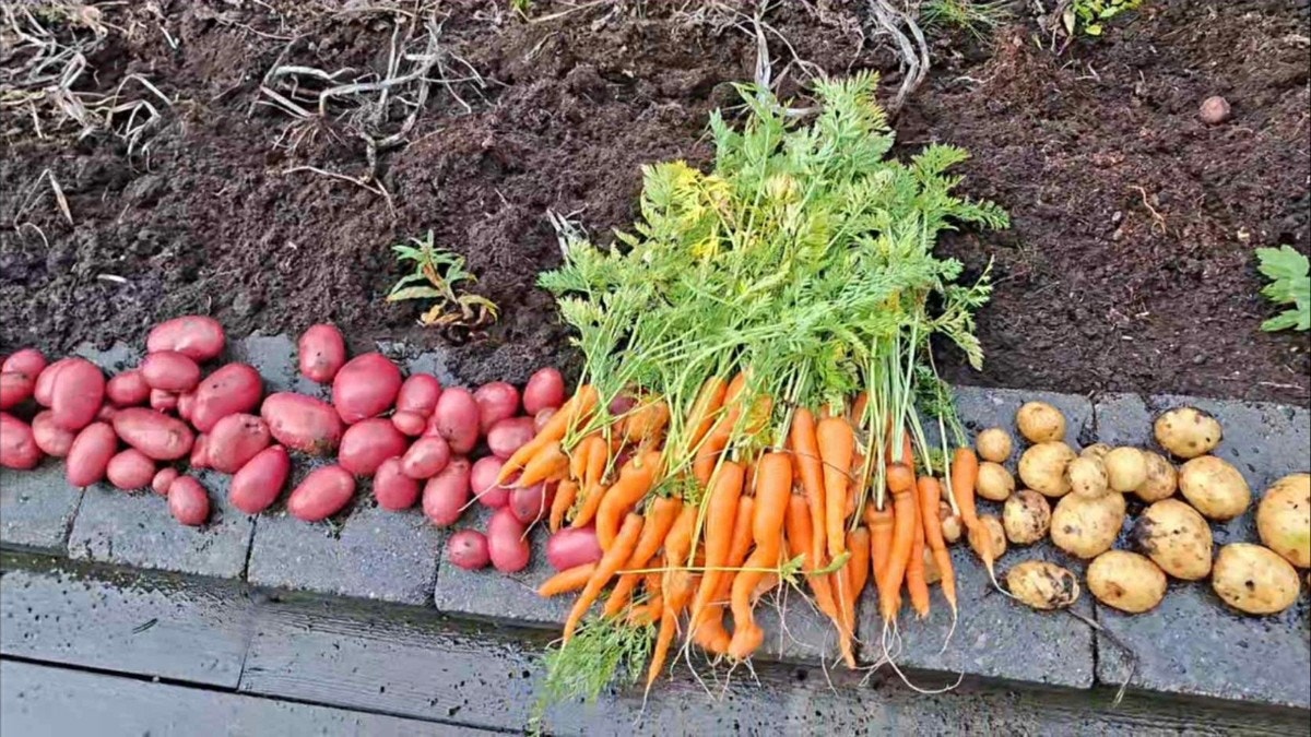 Her har du mulighet til noe beplanting av grønnsaker rett på utsiden. (Bilde tatt av selger) Galleribilde