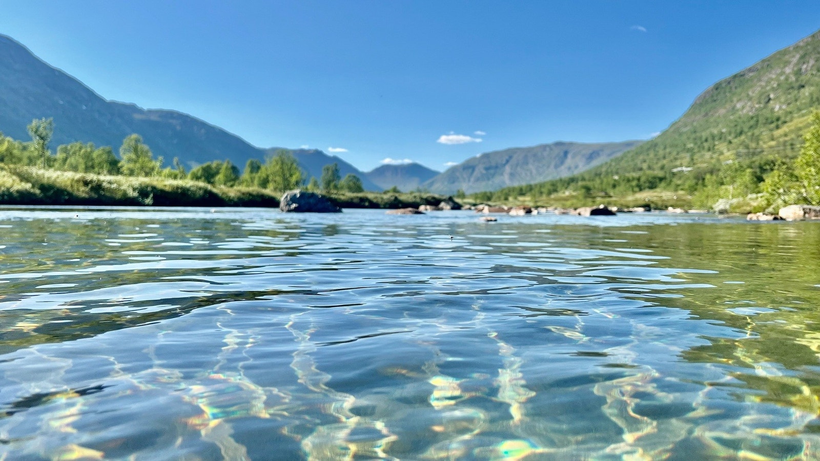 Sommerstemning. Galleribilde