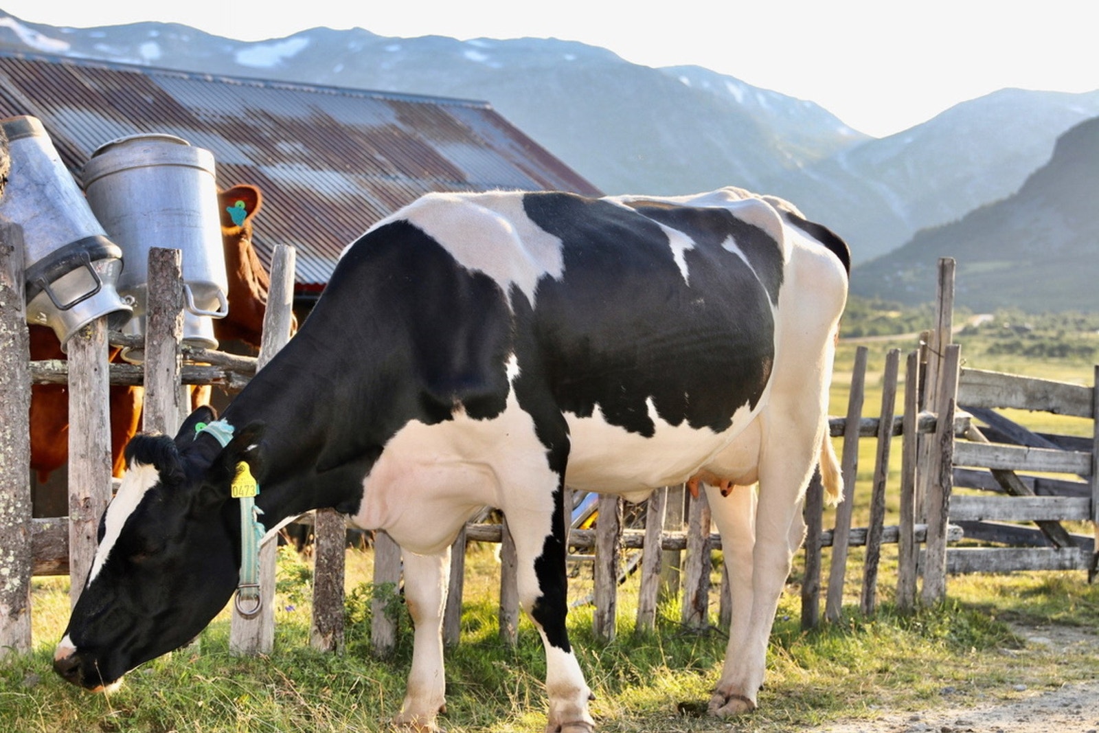 Stølsliv på fjellet. Galleribilde