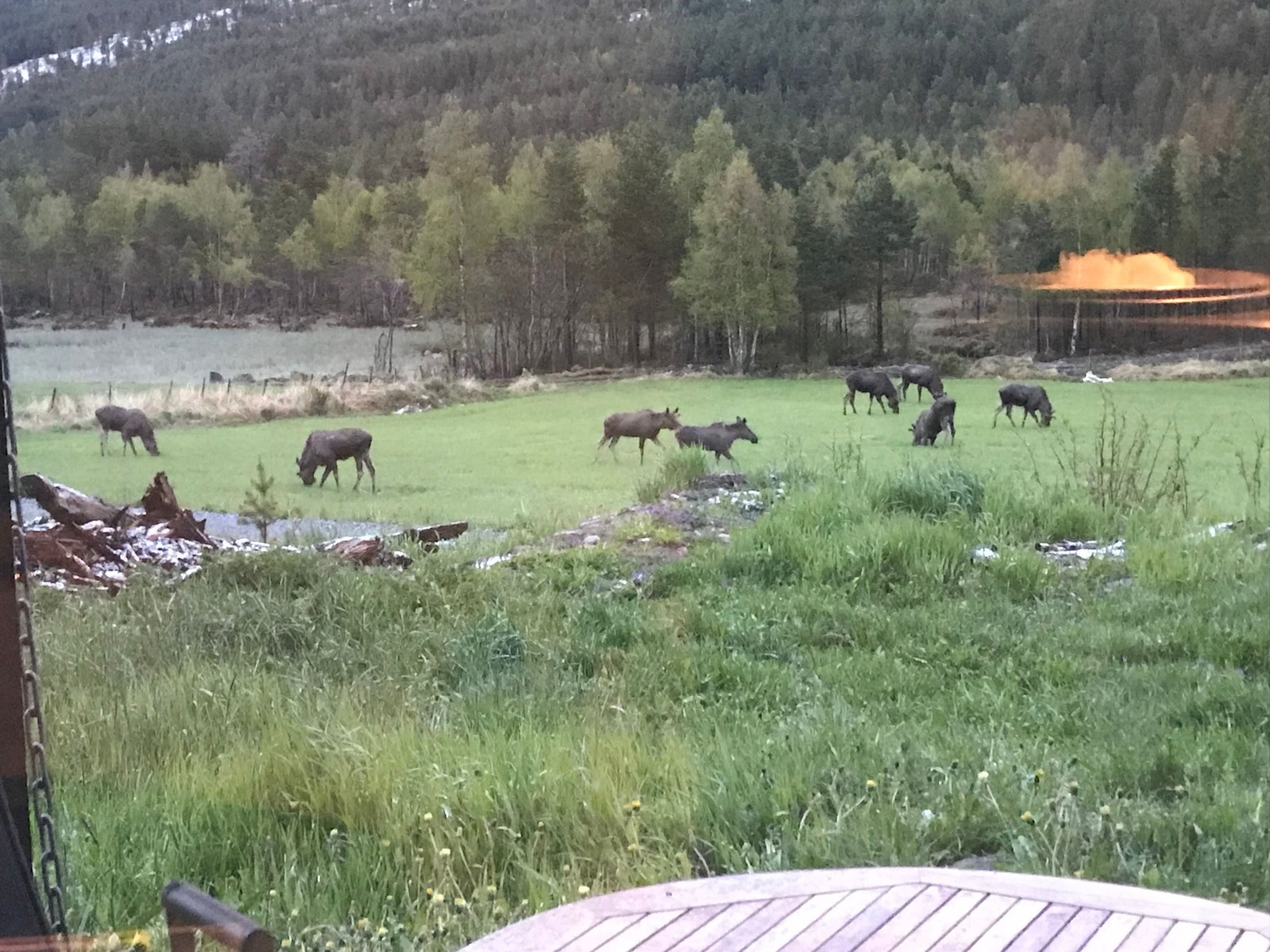 3 meter foran hytta Galleribilde