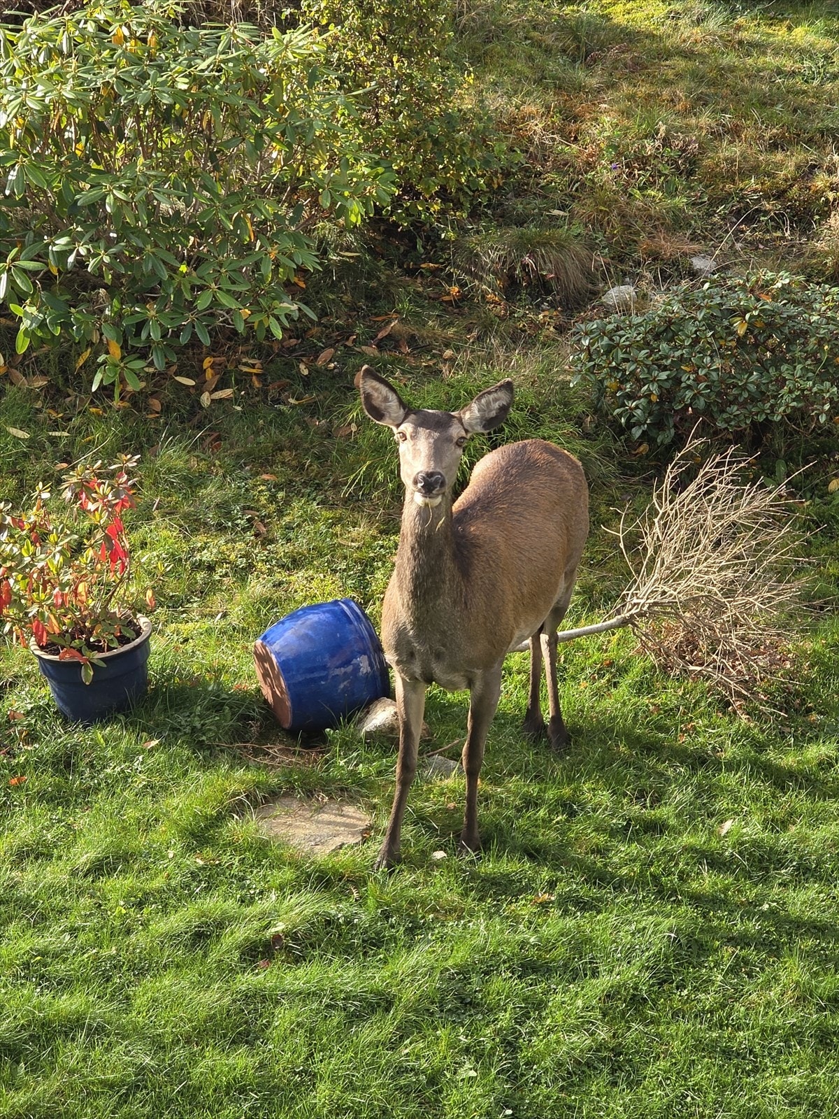 Leiligheten har umiddelbar nærhet til naturen. Bildet er tatt fra balkongen. Galleribilde