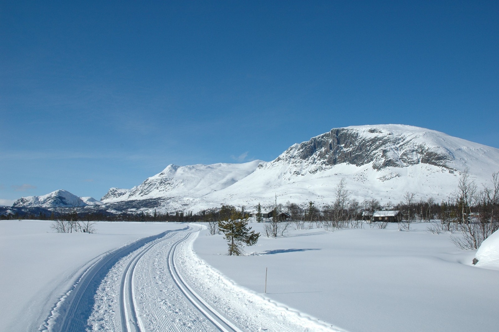 Skogshorn og langrennsløyper. Galleribilde