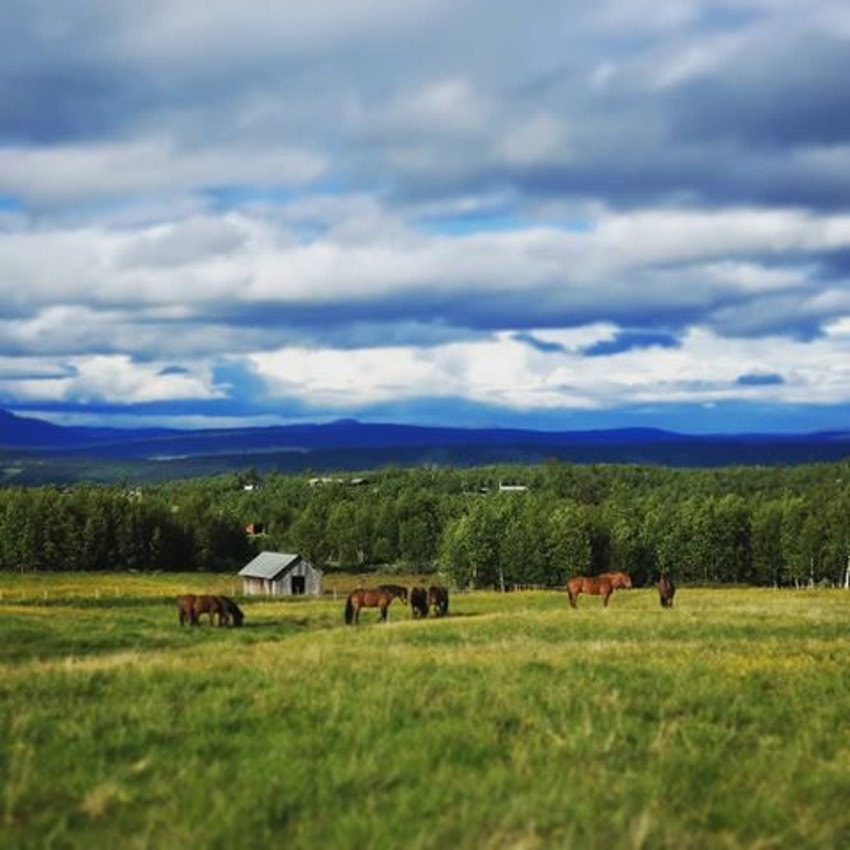 Hester på beite på Vaset Galleribilde