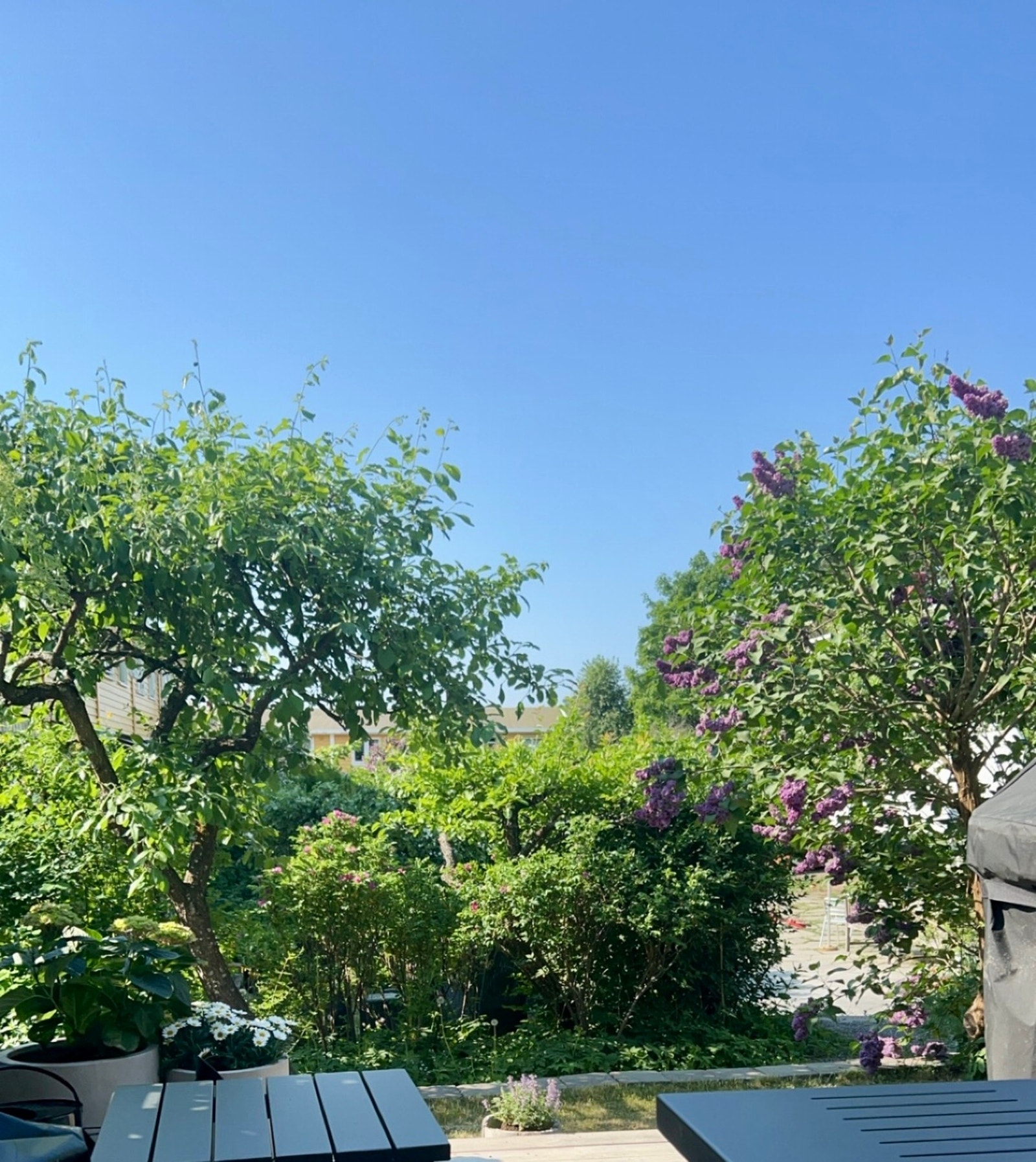 Sommerbilder Galleribilde