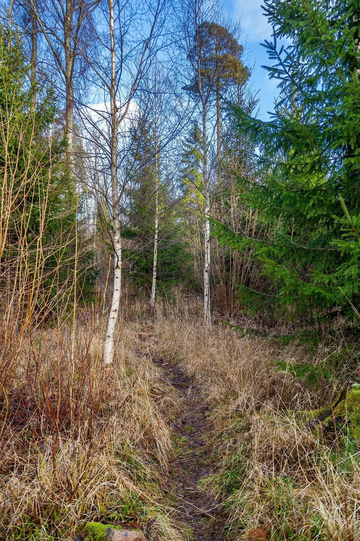 Kort vei til sko og flott lysløype! Galleribilde