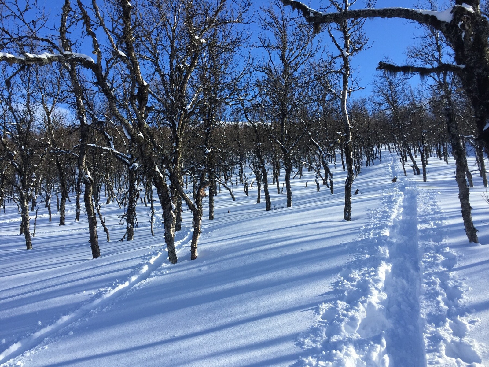 Det er spennende skogskjøring i solheisen Galleribilde