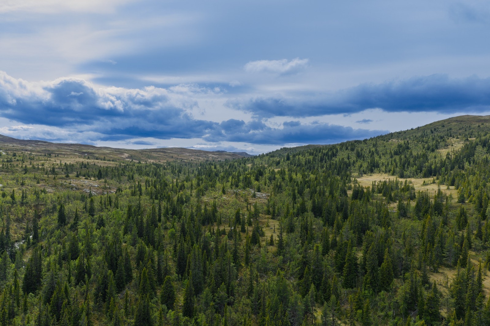 Området har både snaufjell og skogsterreng. Galleribilde