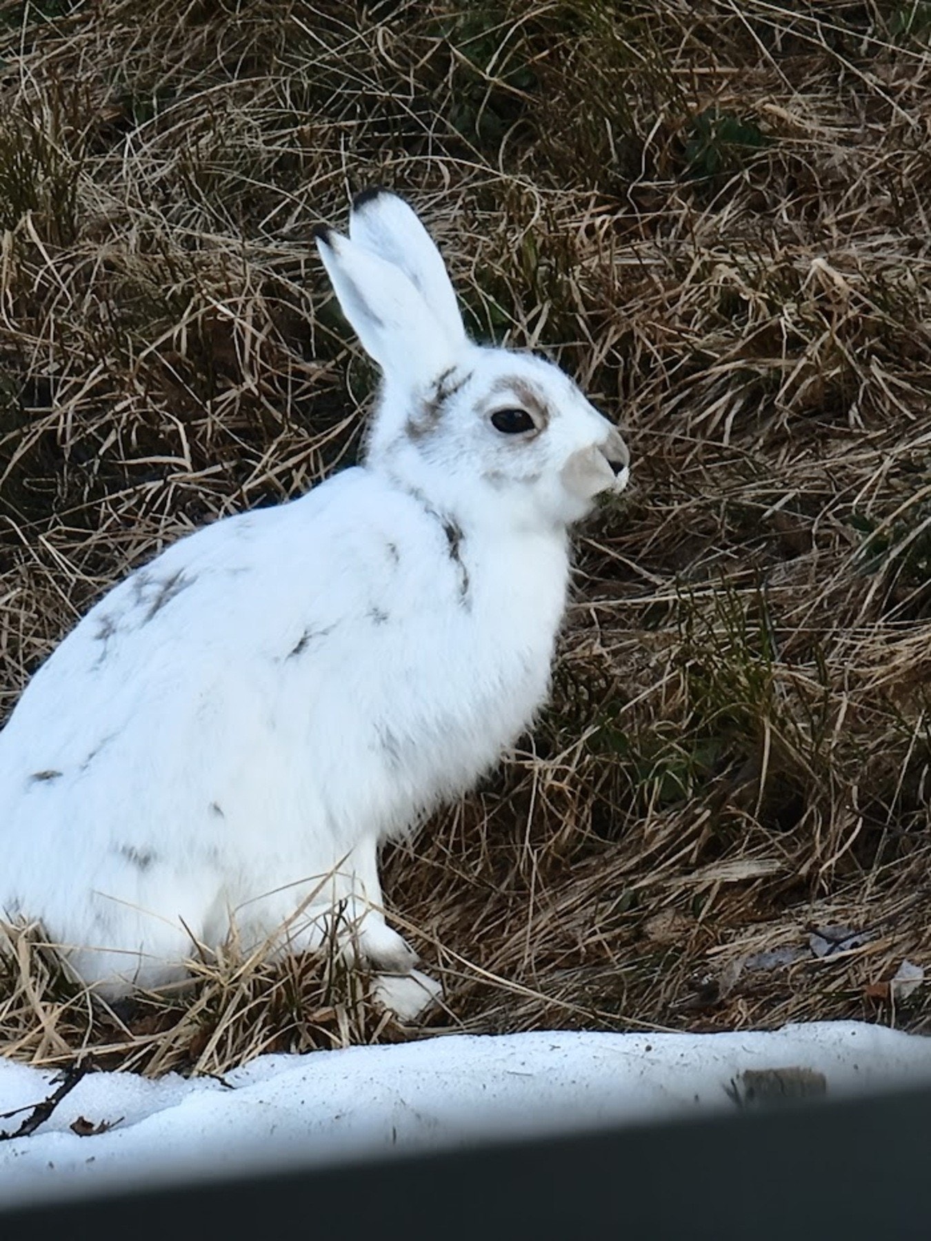 Harepus. Galleribilde