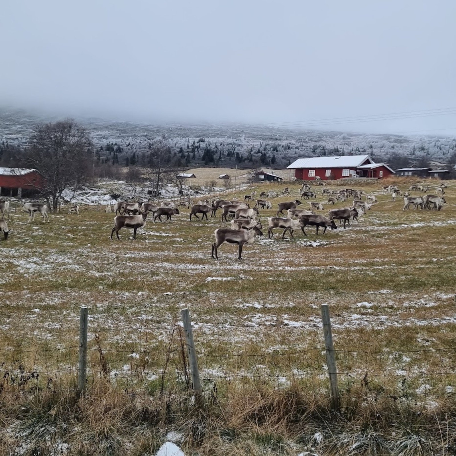 Reinsdyrflokk. Galleribilde