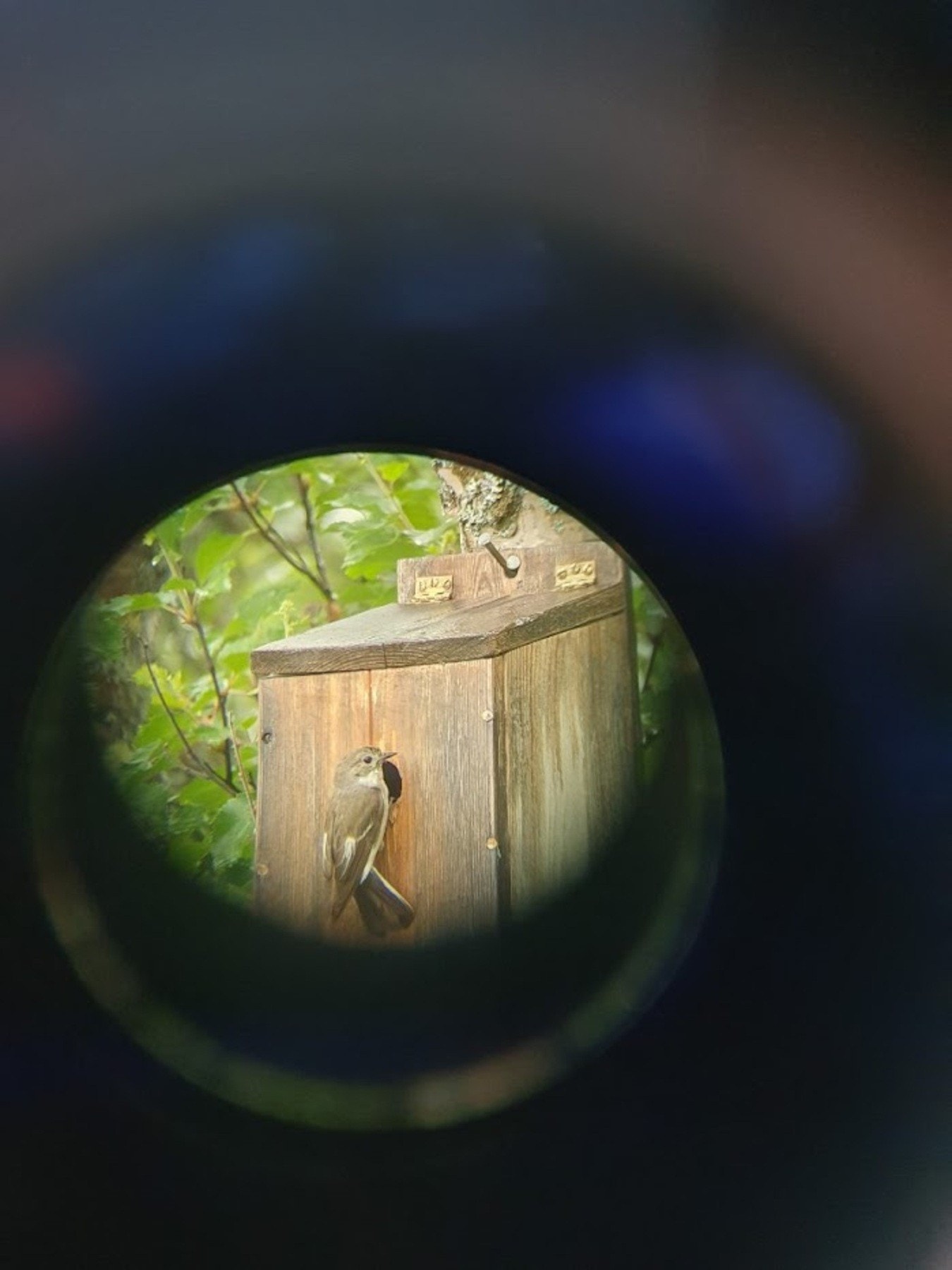 Svart-hvit fluesnapper i fuglekassa. Galleribilde