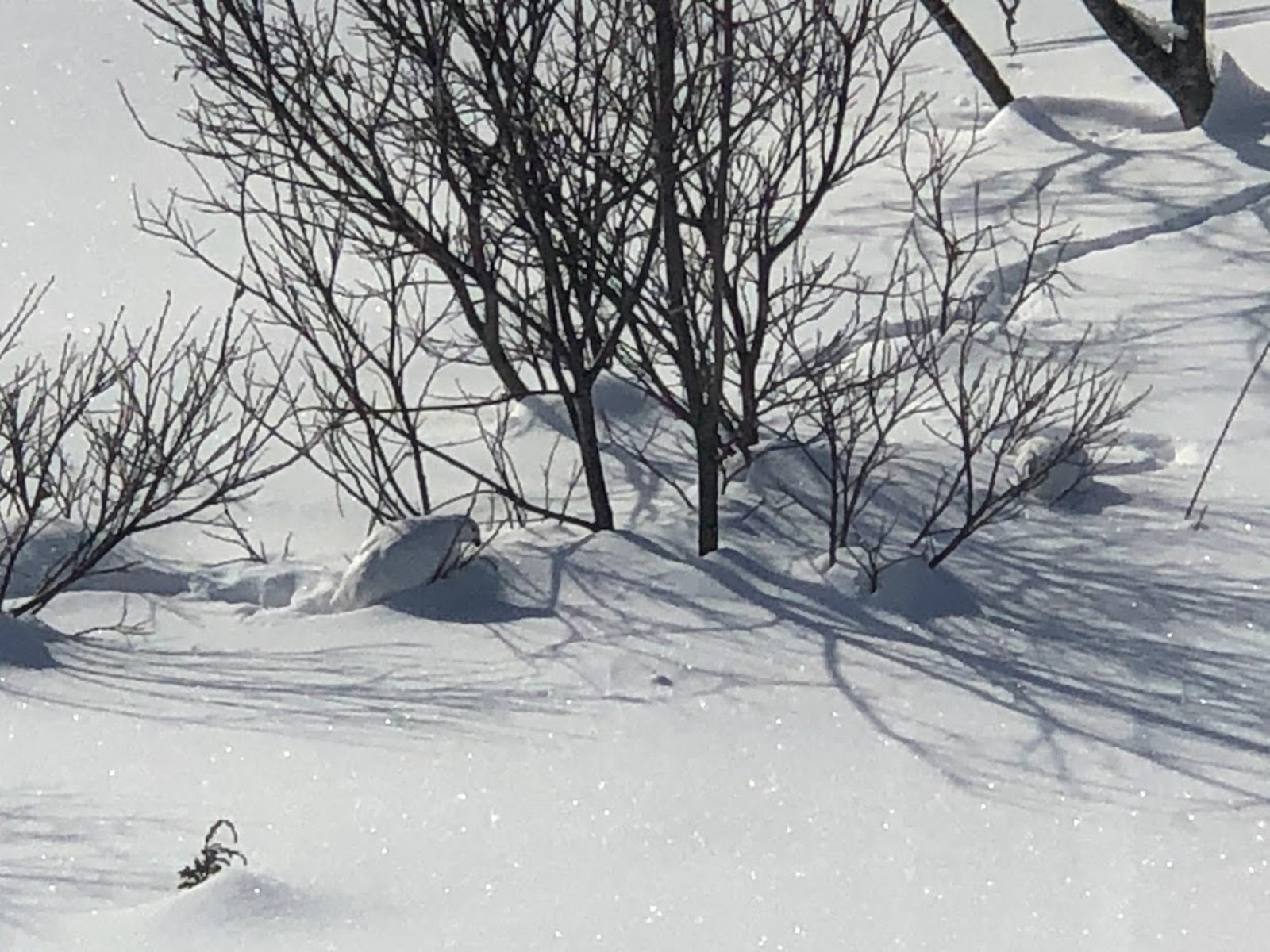 Ryper i vinterdrakt! Galleribilde