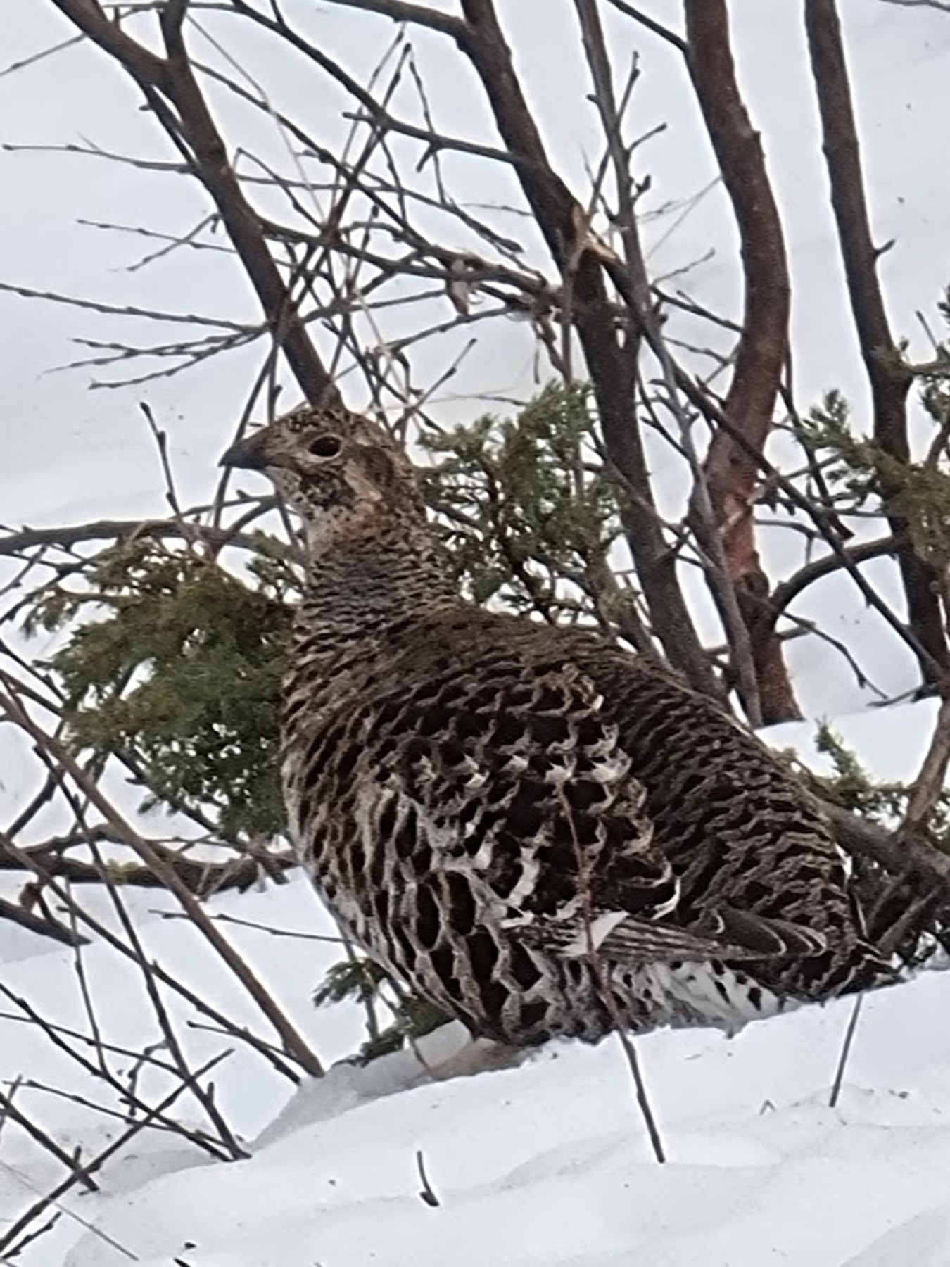 Lykkja har et rikt og spennende dyreliv hele året - Her rype i sommerdrakt. Galleribilde