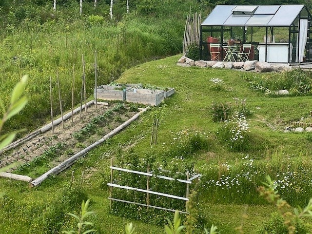 Grønnsakshage ved utkanten av tomten. Galleribilde