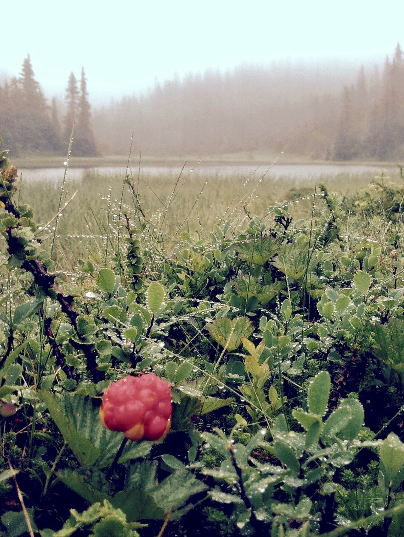 Liemarka - Snart moden! Galleribilde