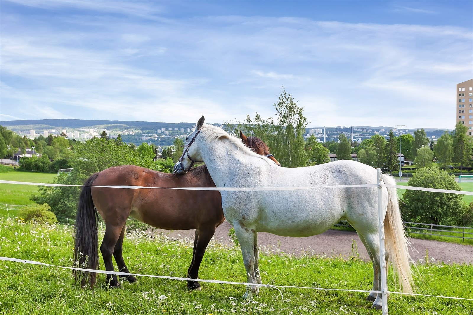 Årvoll Gård har også hester. Kanskje går den korte søndagsturen hit? Galleribilde