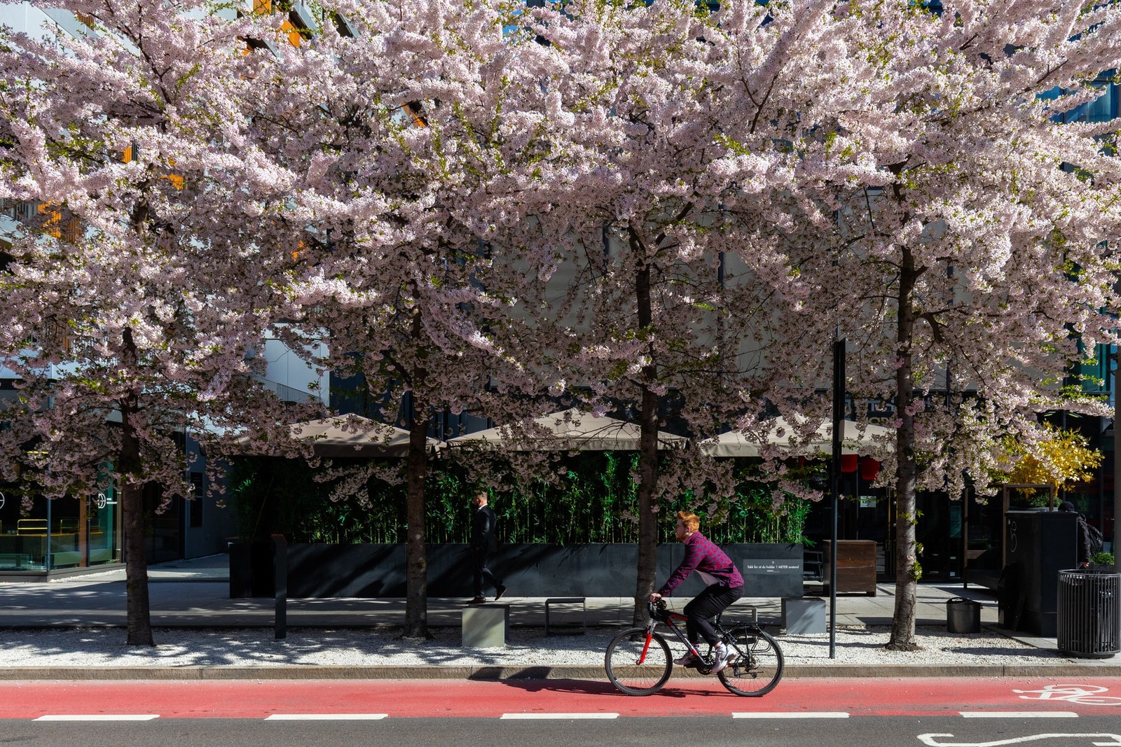 Blomstring i Dronning Eufemia. Galleribilde