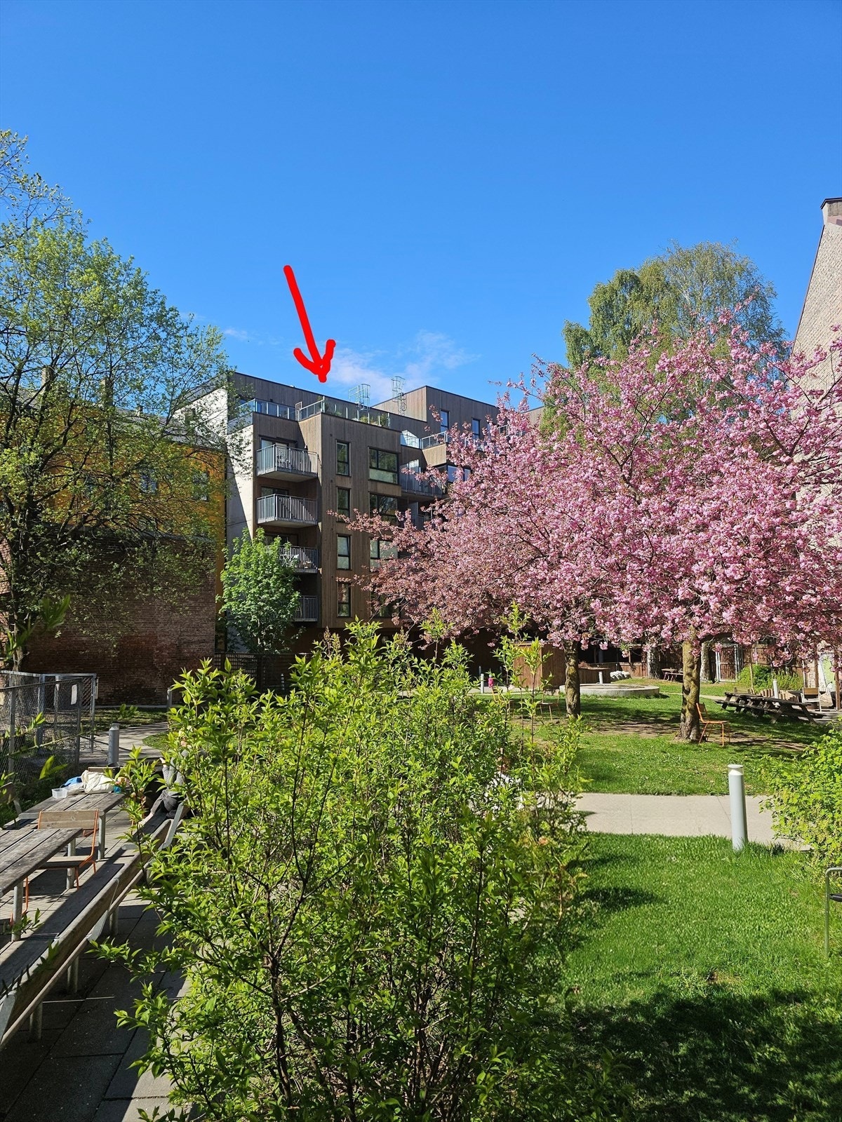 Blomstring i bakhagen's store kirsebærtrær, april 2025. Galleribilde