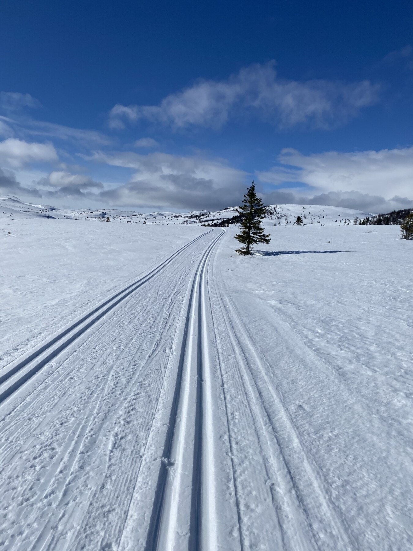 Langrennsløypene som går rett forbi hytta fører deg ut i fjellet eller til lunere skogsterreng. Galleribilde