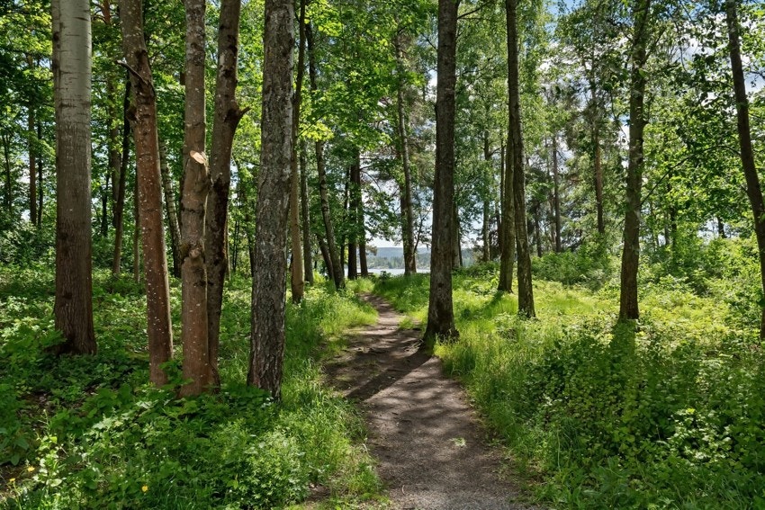 Nydelilg turområde i Sjøskogen ned mot Høvikstranden. Galleribilde
